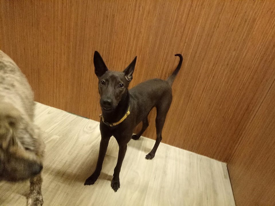 BJL平台：《那件疯狂的小事叫爱情》主创空降沈阳  陈伟霆人