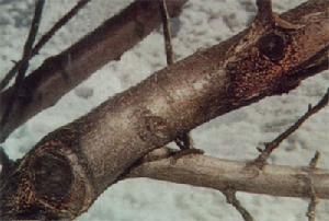 【BJL平台】《超人总动员2》成全球最快破10亿美元动画电影