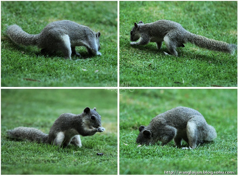 武后明堂乐章。外办将出“BJL平台集团”
